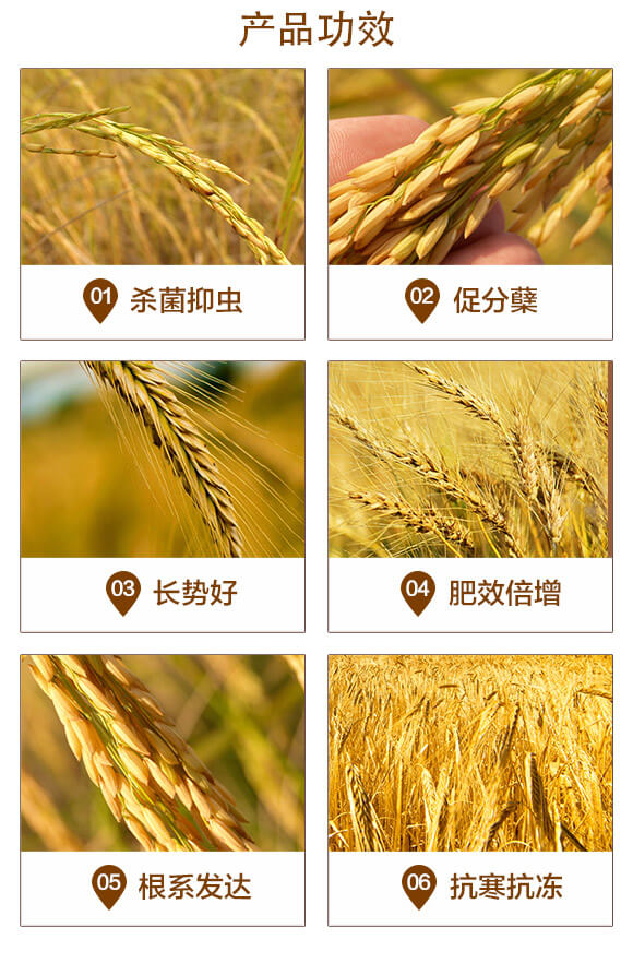 長效緩釋摻混肥料20-20-5-硝基小麥肥-美科益農_03