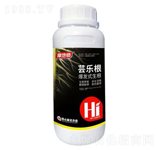 爆發式生根 蕓樂根 摩地師