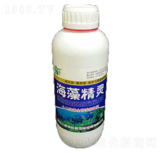 海藻精靈 申馳諾