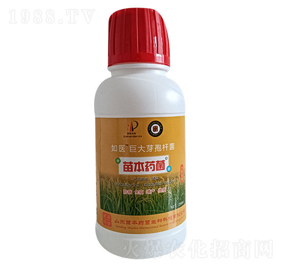 巨大芽孢桿菌-如醫(yī)-苗本藥菌