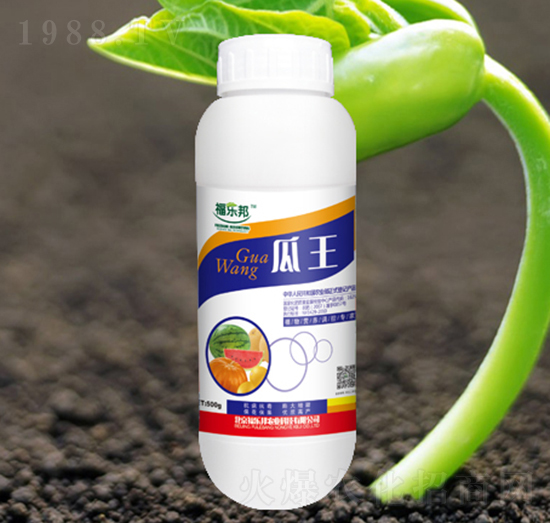 瓜王-福樂邦