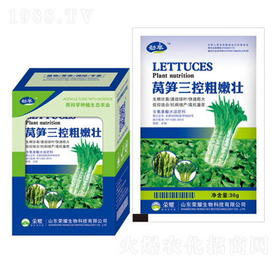 萵筍三控粗嫩壯-勁萃-榮耀農業