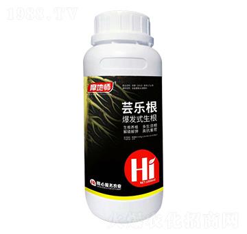 爆發式生根 蕓樂根 摩地師