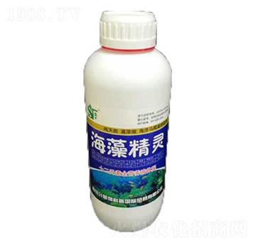 海藻精靈 申馳諾