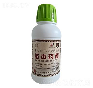如醫多粘類·巨大芽孢桿菌-苗本藥菌