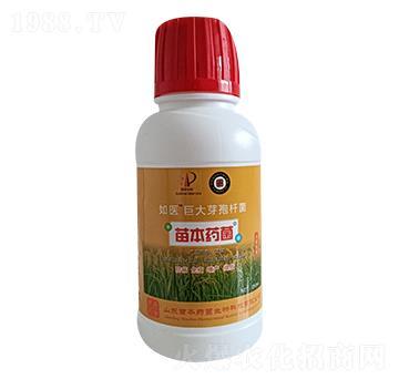 巨大芽孢桿菌-如醫(yī)-苗本藥菌